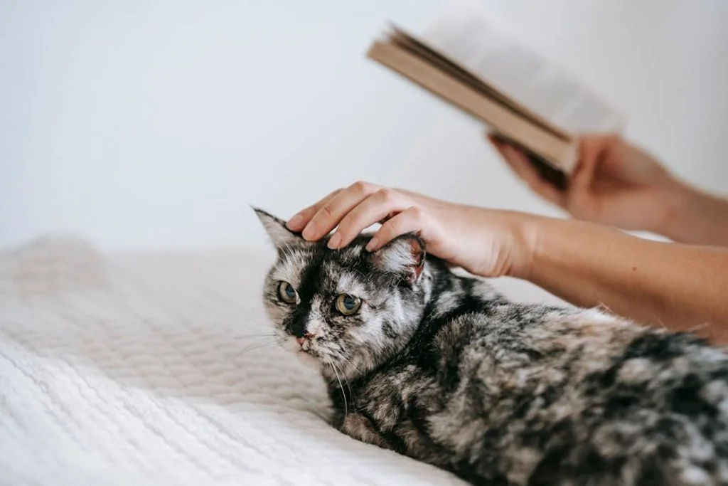 Sam Lion באתר PEXELS בחירת מיטה מושלמת לחתול מבוגר: מדריך מקיף למטפלים